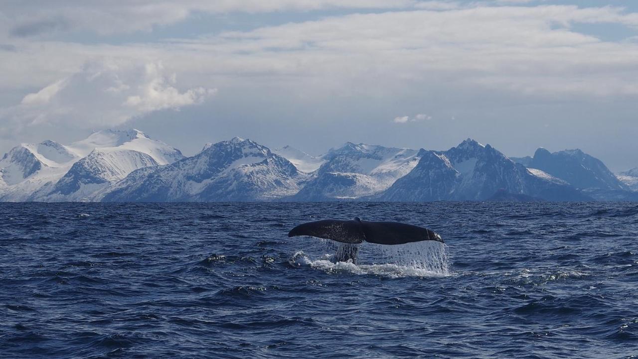 Prima Lofoten Leilighet Myrland Eksteriør bilde