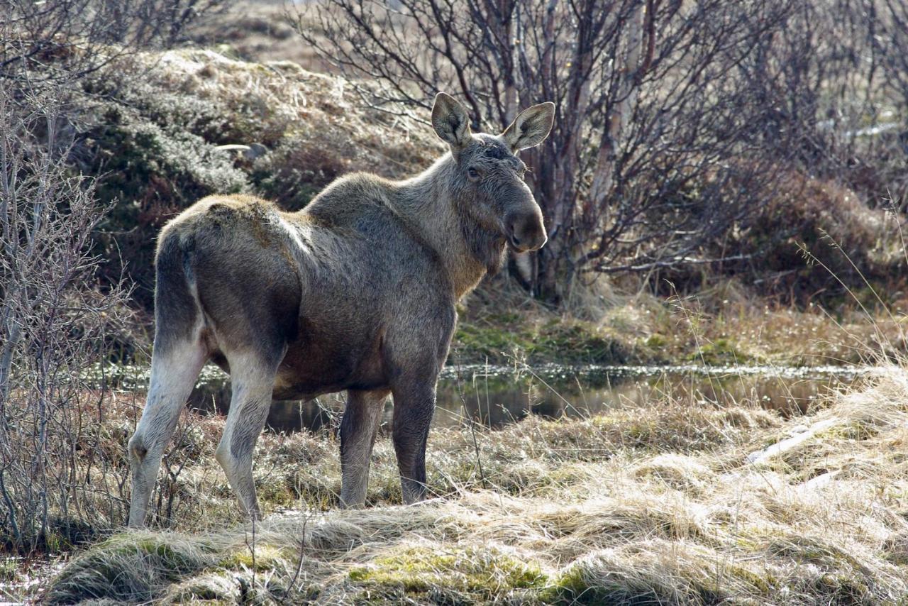 Prima Lofoten Leilighet Myrland Eksteriør bilde